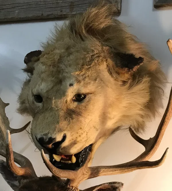 Taxidermy genuine male lion head