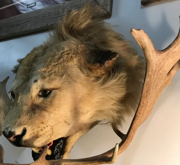 Taxidermy genuine male lion head - Image 2