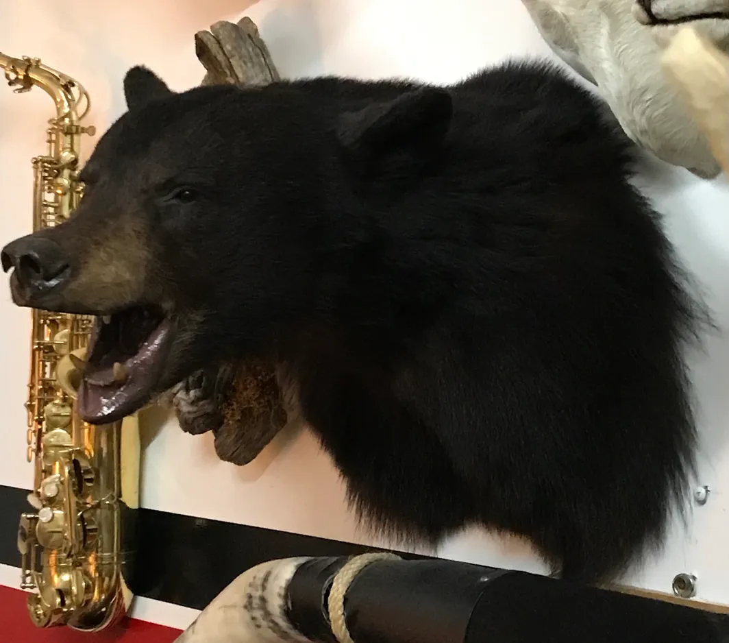 Taxidermy black Bear shoulder mount