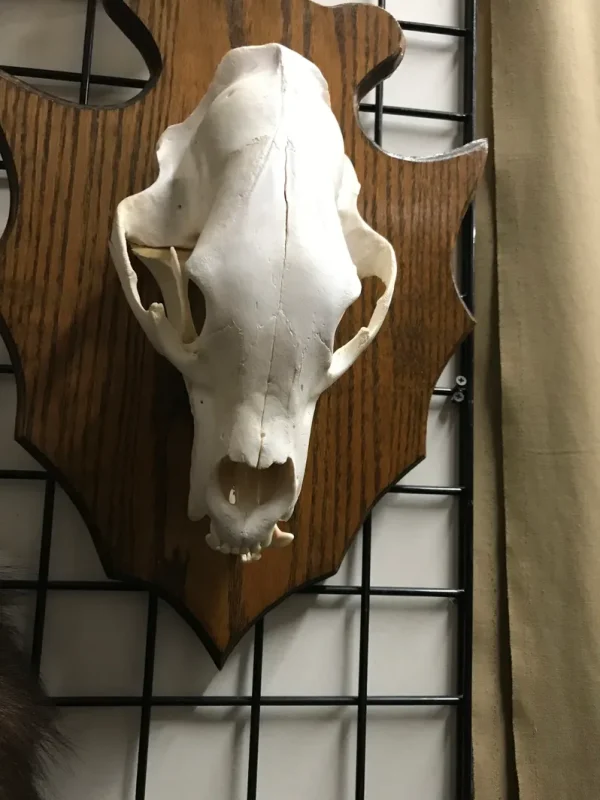 Taxidermy bear skull