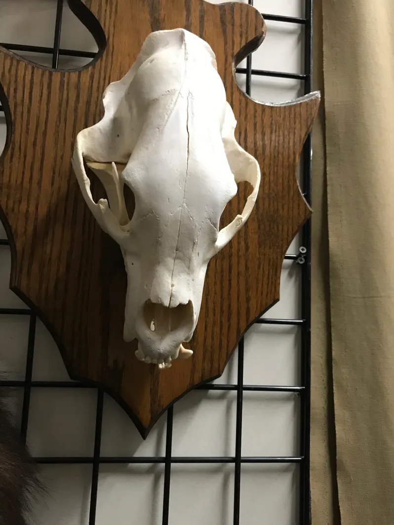 Taxidermy bear skull