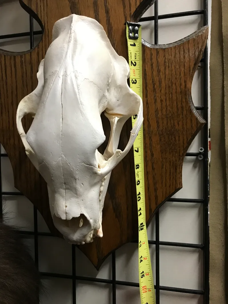 Taxidermy bear skull - Image 2