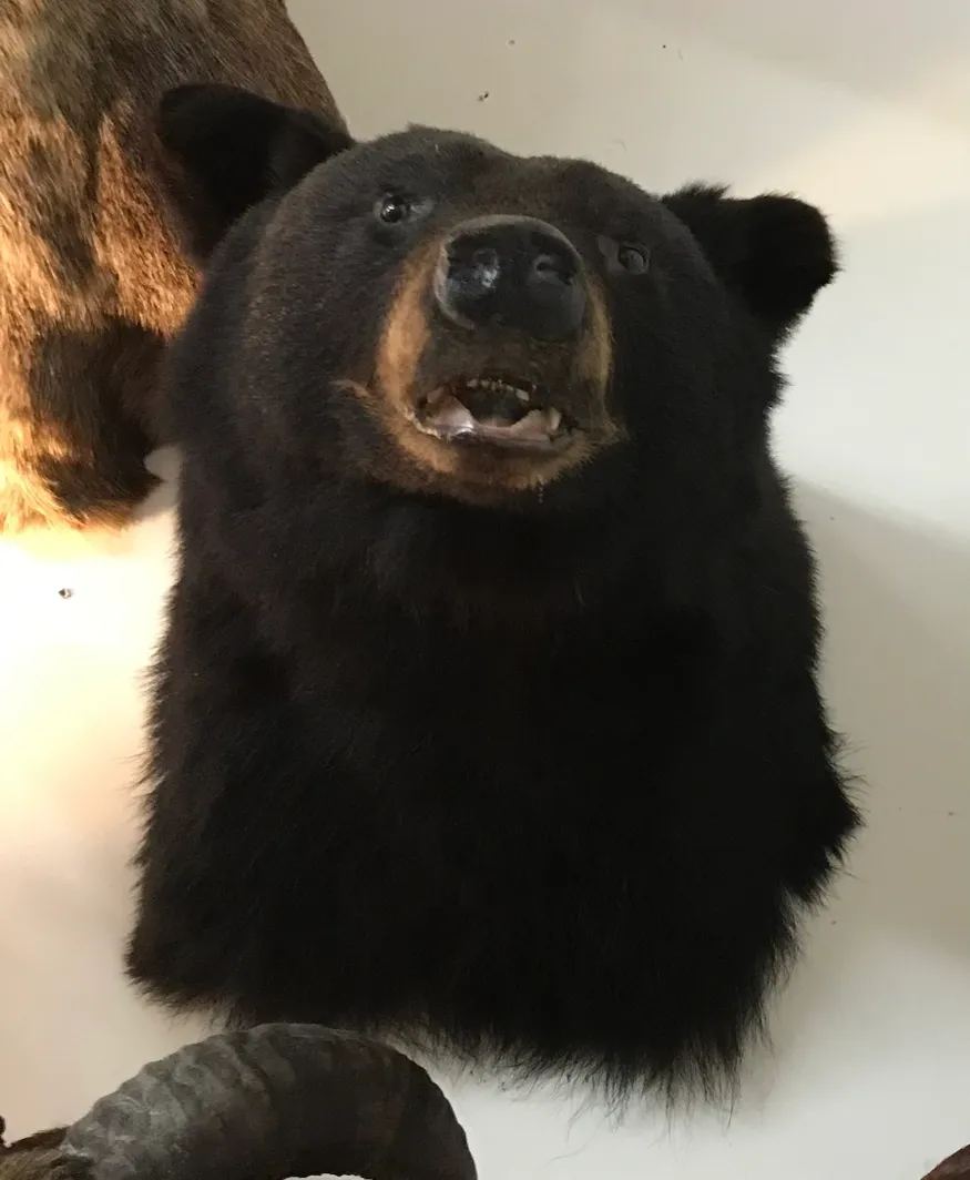 Taxidermy black Bear shoulder mount - Image 3