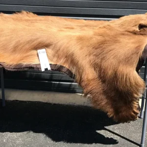 Brown bear rug