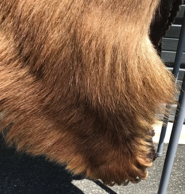 Brown bear rug - Image 2