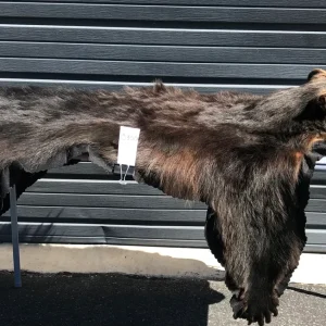 Bear rug black back