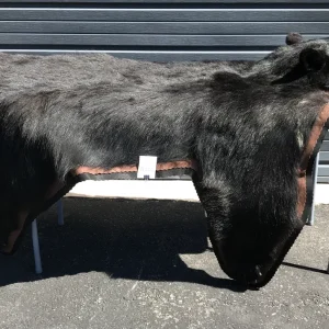 Bear rug dark fur