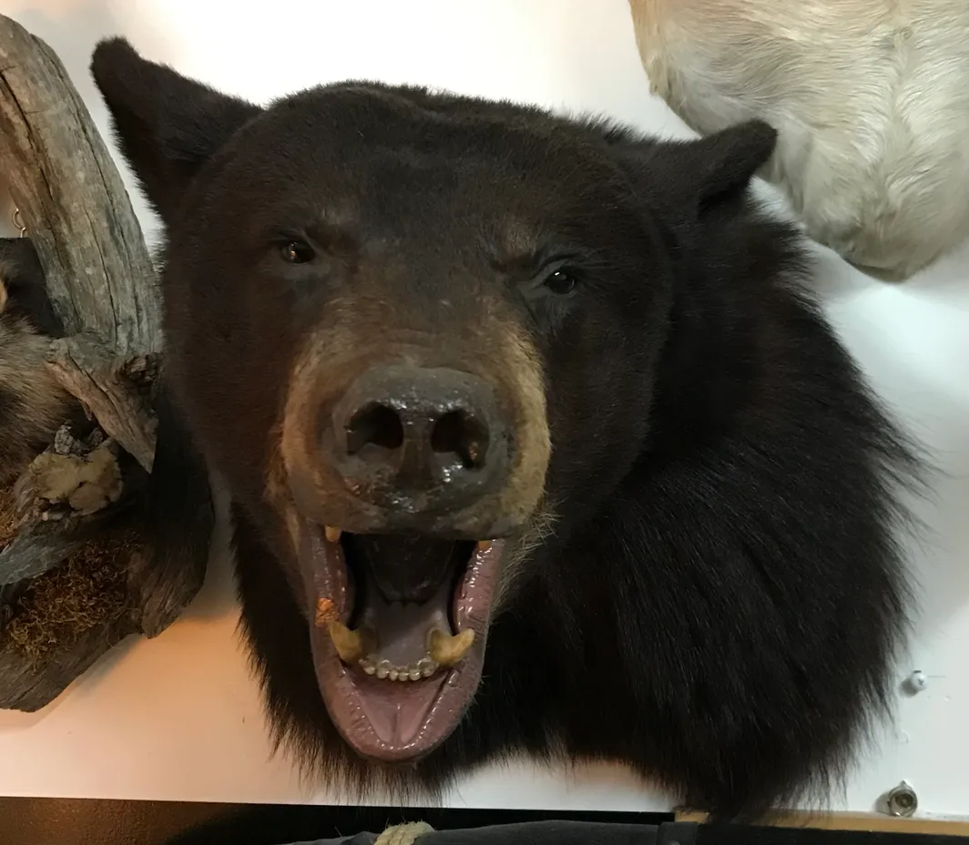 Taxidermy black Bear shoulder mount - Image 2