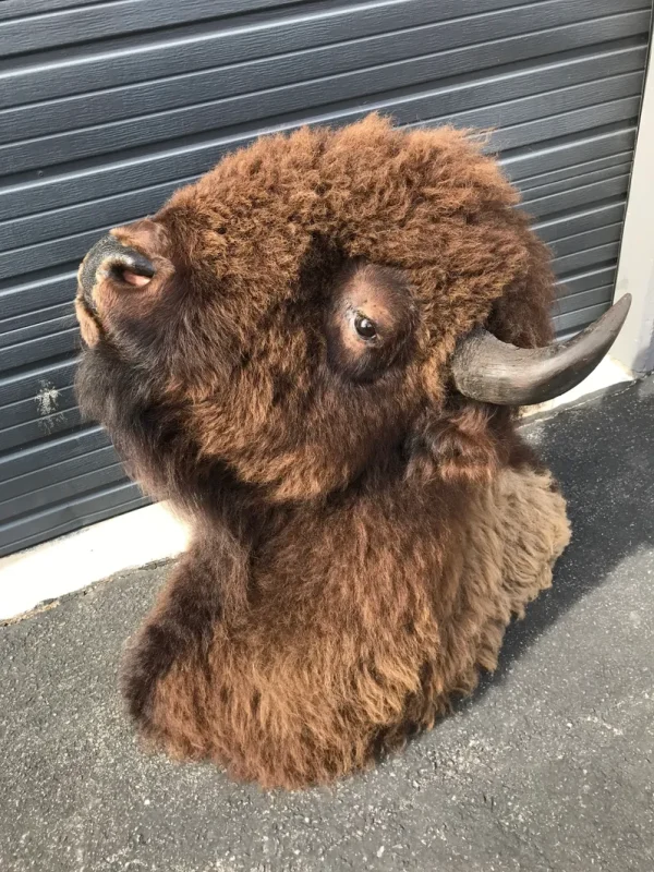 Bison shoulder mount