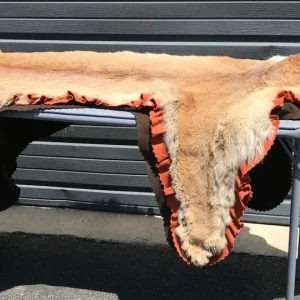 Cougar rug