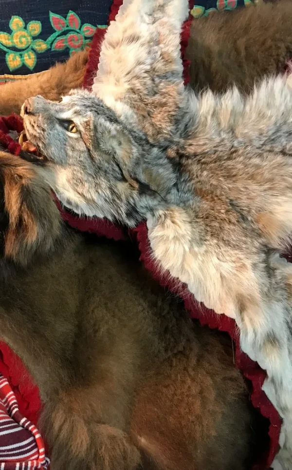 Bobcat rug