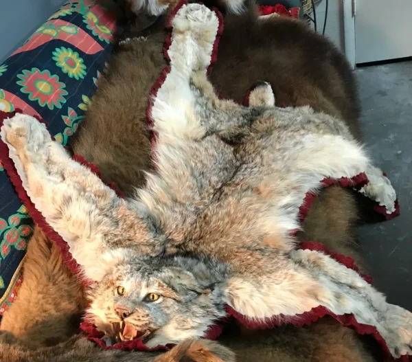 Bobcat rug - Image 3