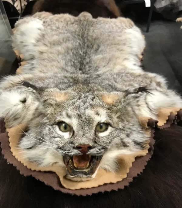 Bobcat rug - Image 4