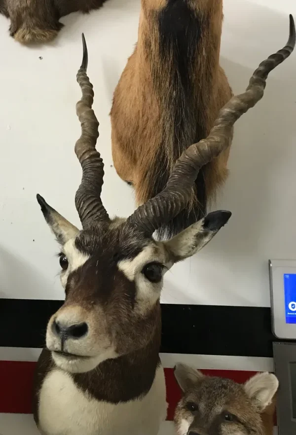 Black Buck shoulder mount