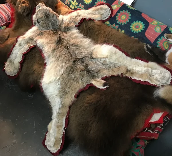 Bobcat rug - Image 5