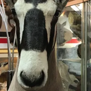 Taxidermy Gemsbok Pedestal mount.