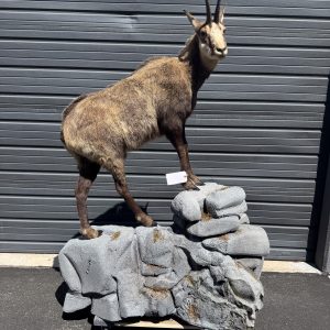 Chamois life Size