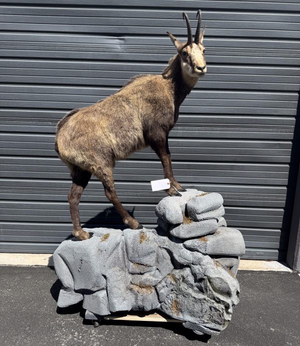 Chamois life Size
