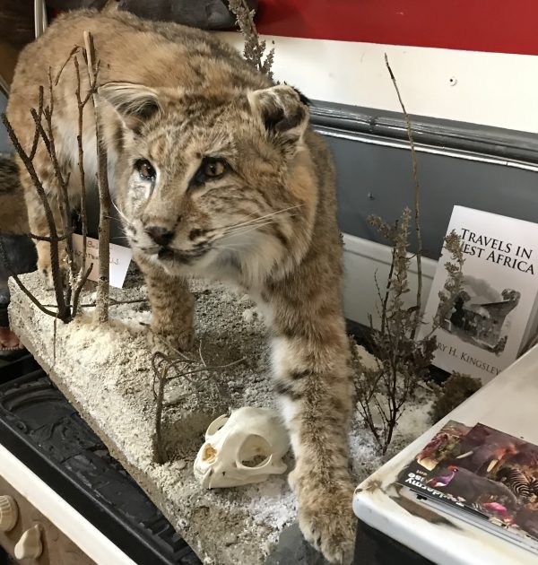 Bobcat walking