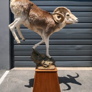 Marco Polo Ram Life Size