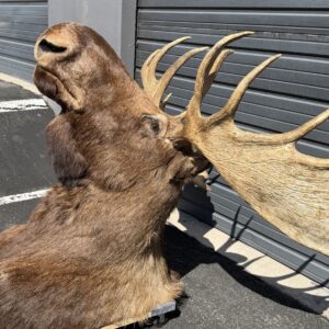 Yukon bull moose shoulder mount