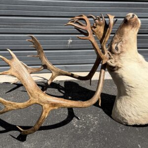 Caribou Shoulder Mount
