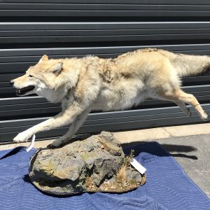 Wolf leaping life size
