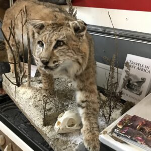 taxidermy bobcat walking on branch