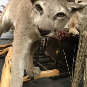 Mountain Lion on tree branch