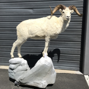 Dall Sheep life size