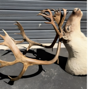 TAXIDERMY CARIBOU SHOULDER MOUNT