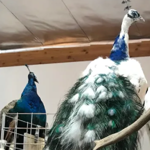 Taxidermy peacocks