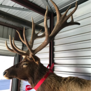 taxidermy Yukon Elk Bull half mount
