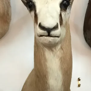 Taxidermy springbok shoulder mount