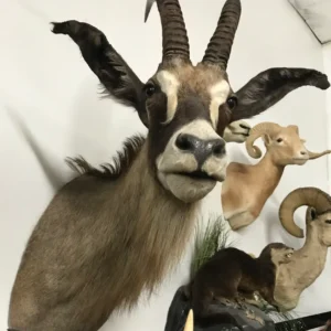 TAXIDERMY ROAN ANTELOPE SHOULDER MOUNT