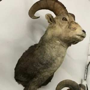 TAXIDERMY Stone Sheep Shoulder Mount