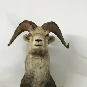 taxidermy stone sheep shoulder mount