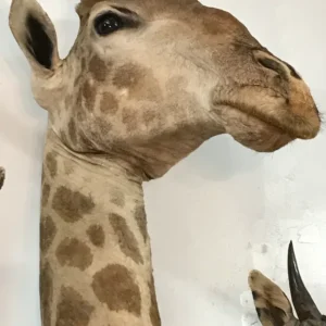 Taxidermy massive giraffe