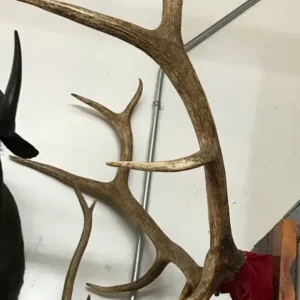 Taxidermy elk antler rack with red velvet