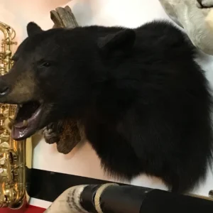 Taxidermy black Bear shoulder mount