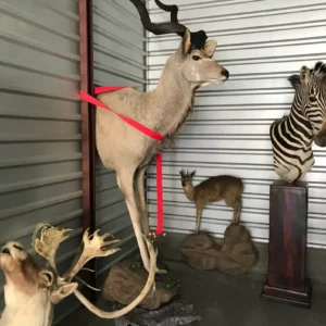 Taxidermy kudu half mount