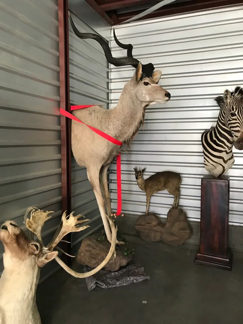 Taxidermy kudu half mount