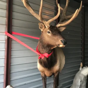 Taxidermy massive Elk half mount