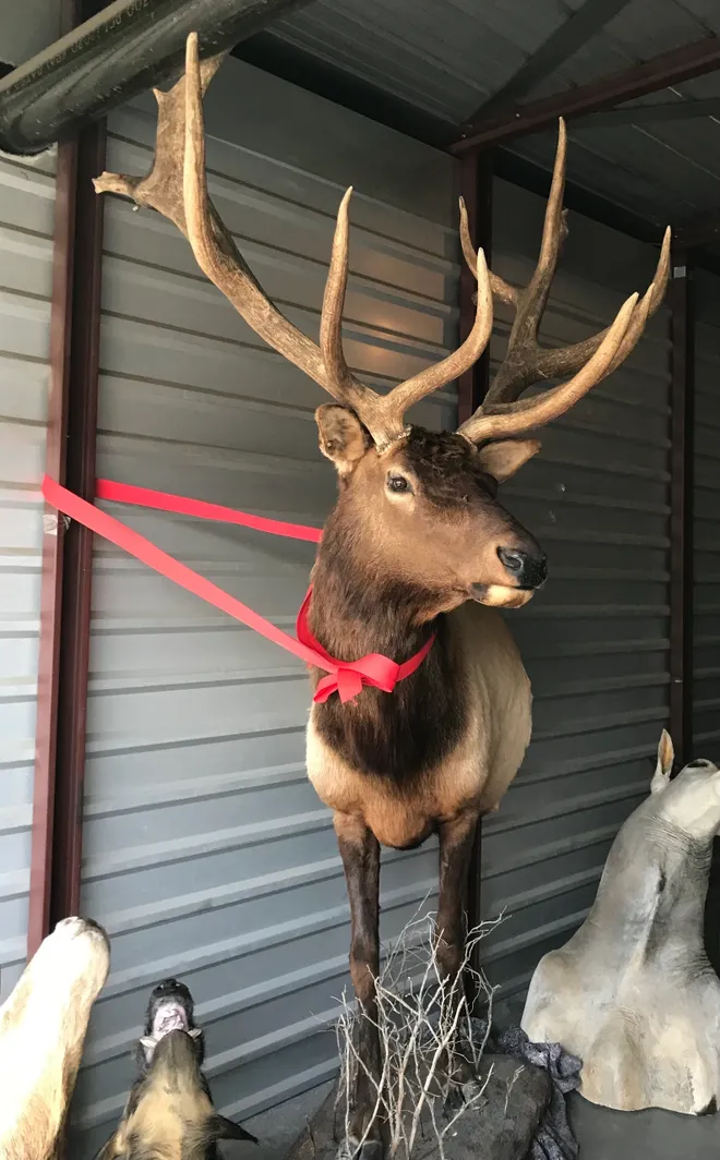 Taxidermy massive Elk half mount