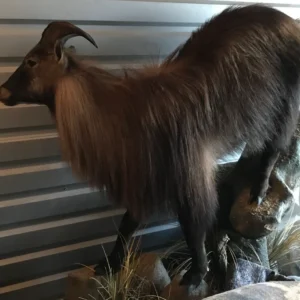 Taxidermy Himalayan Tahr LIFESIZE