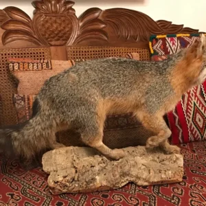 Taxidermy Grey fox walking on log
