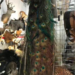Taxidermy full size Peacocks