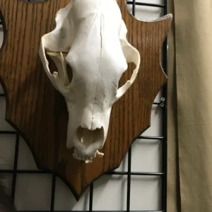 Taxidermy bear skull