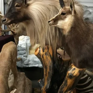 Taxidermy pedestal of 2 great mounts-Tahr and Chamois