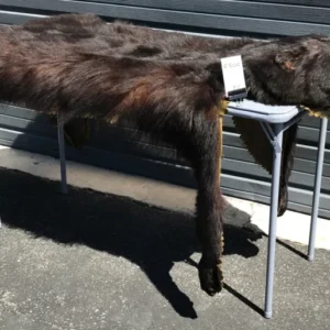 Bear rug with olive green felt